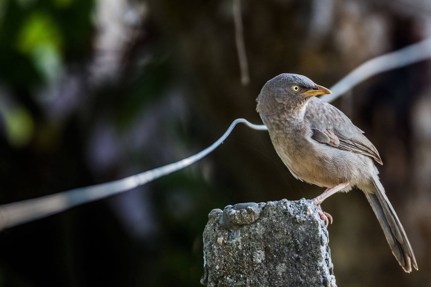 Curious Watcher or Perch on the Pillar
